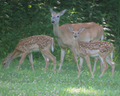 Doe and Fawns Longview 7_2015